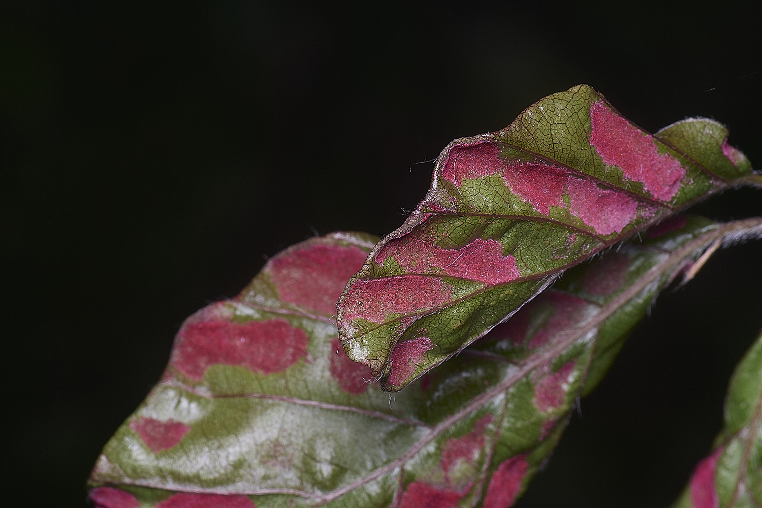 AldboroughOnBeech040725-3