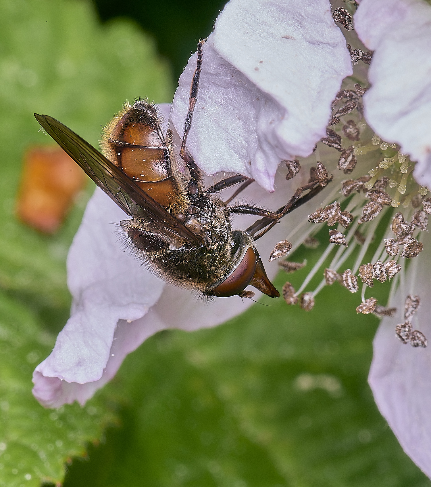 AldboroughRcampestris040725-1