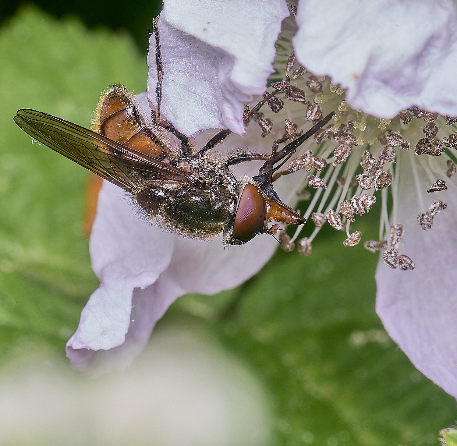 AldboroughRcampestris040725-2