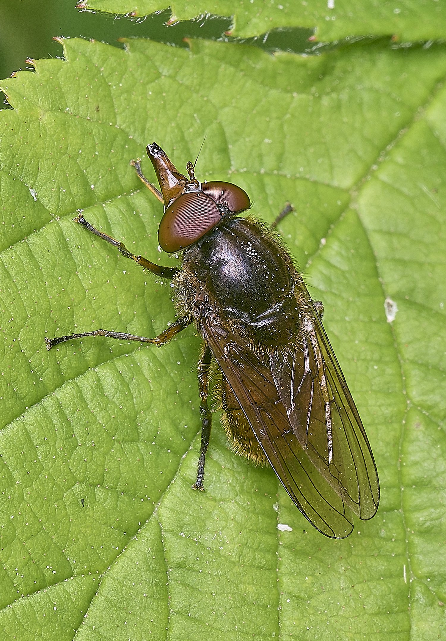 AldboroughRcampestris040725-3