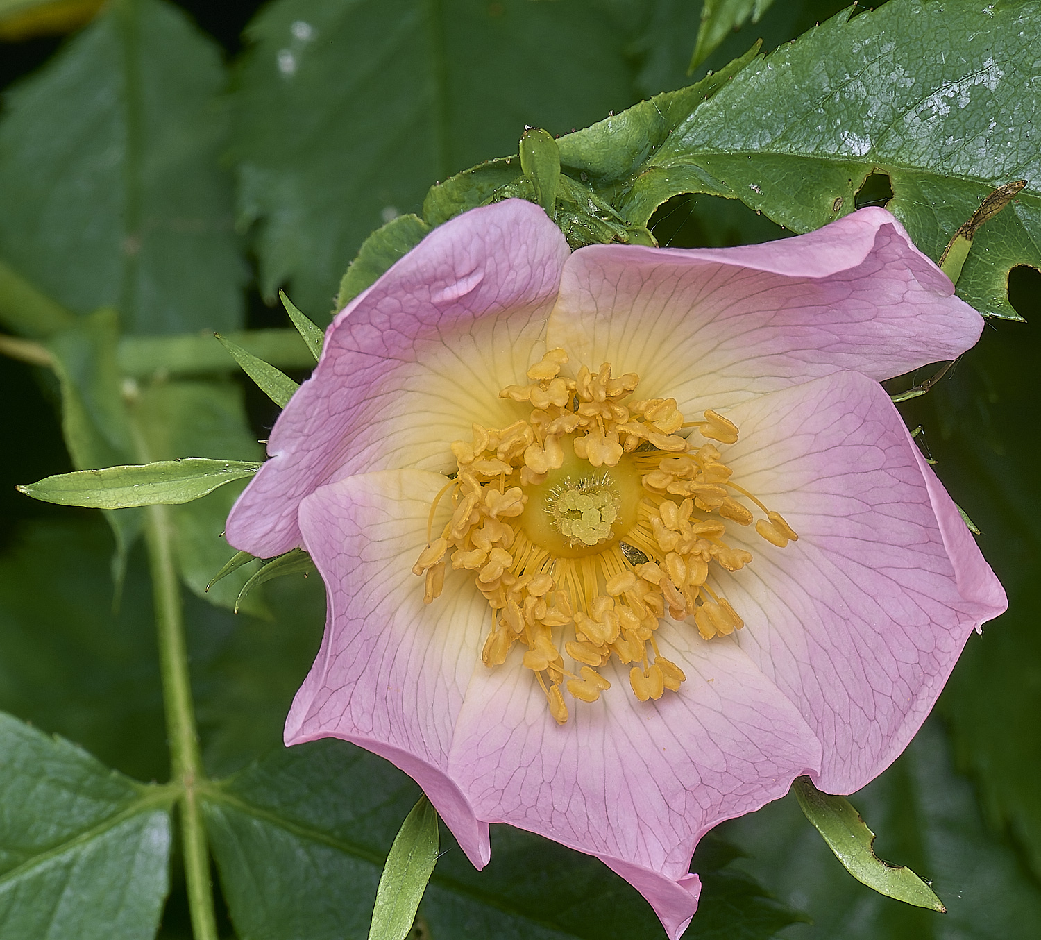 AldboroughRose040725-1