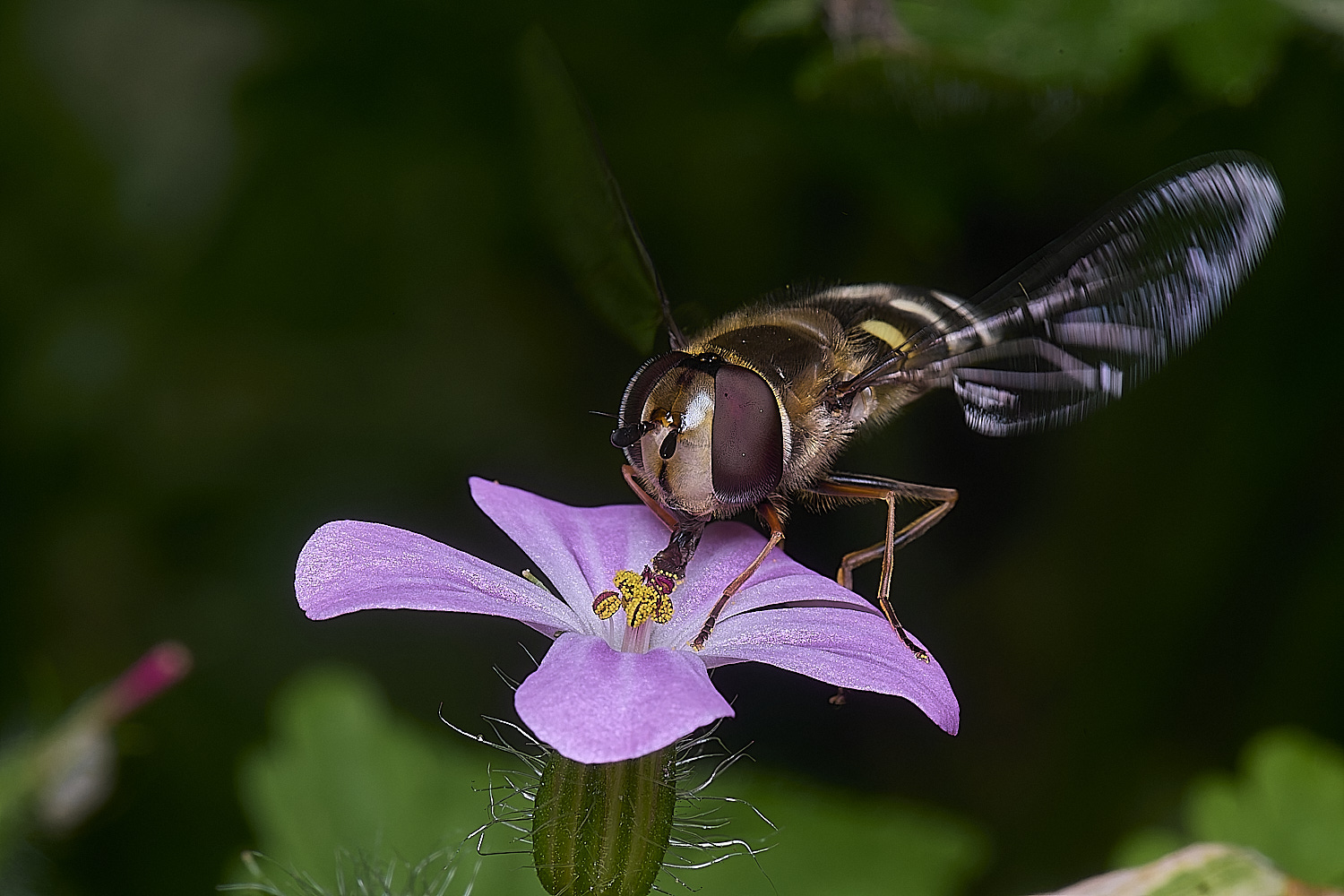 AldboroughScaeva040625-1