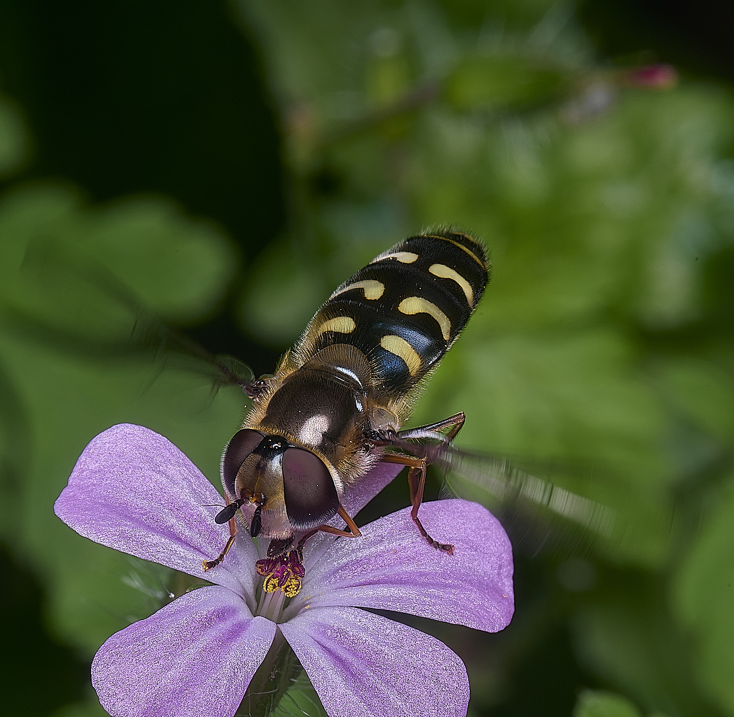 AldboroughScaeva040625-2