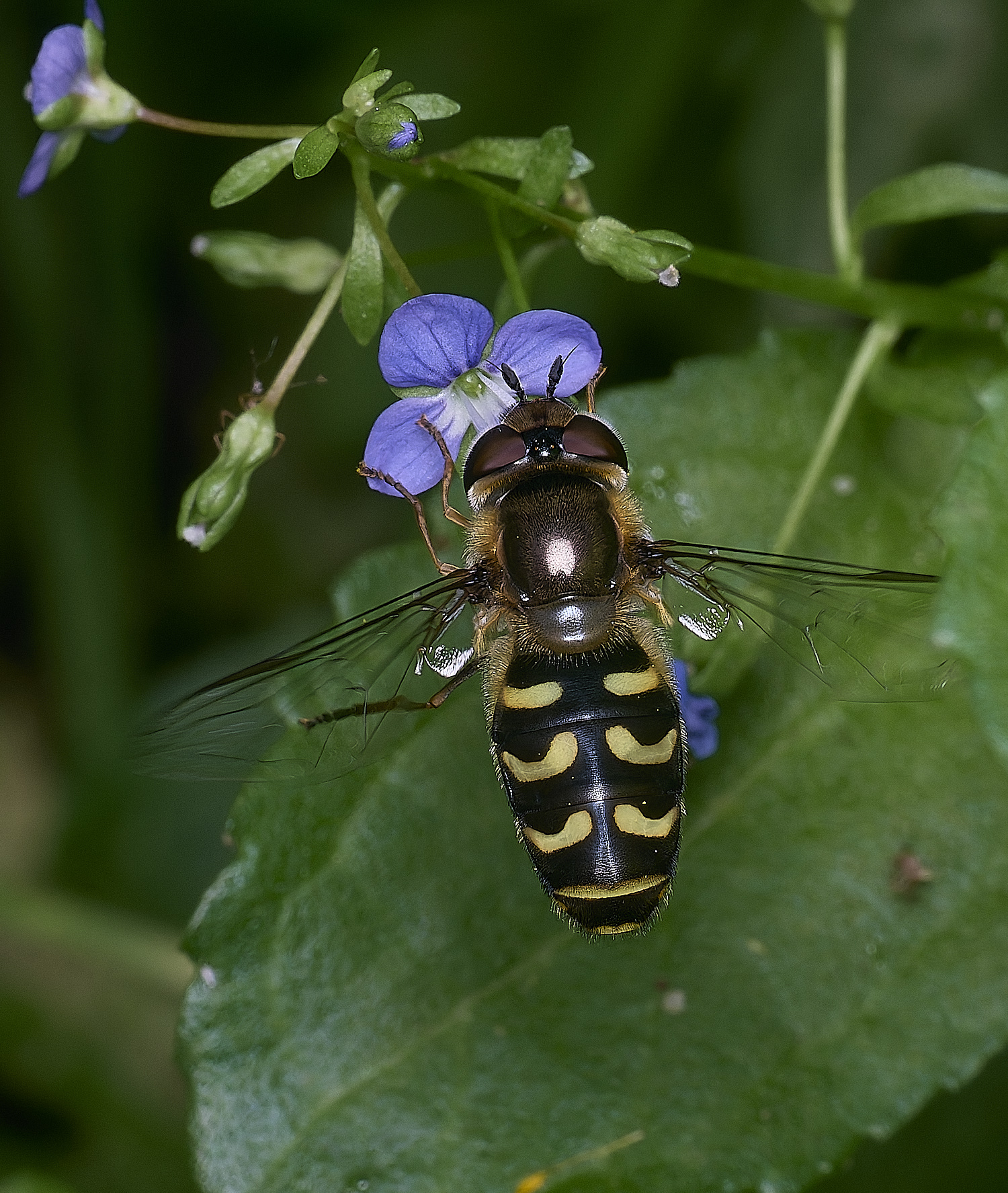 AldboroughScaeva040625-4