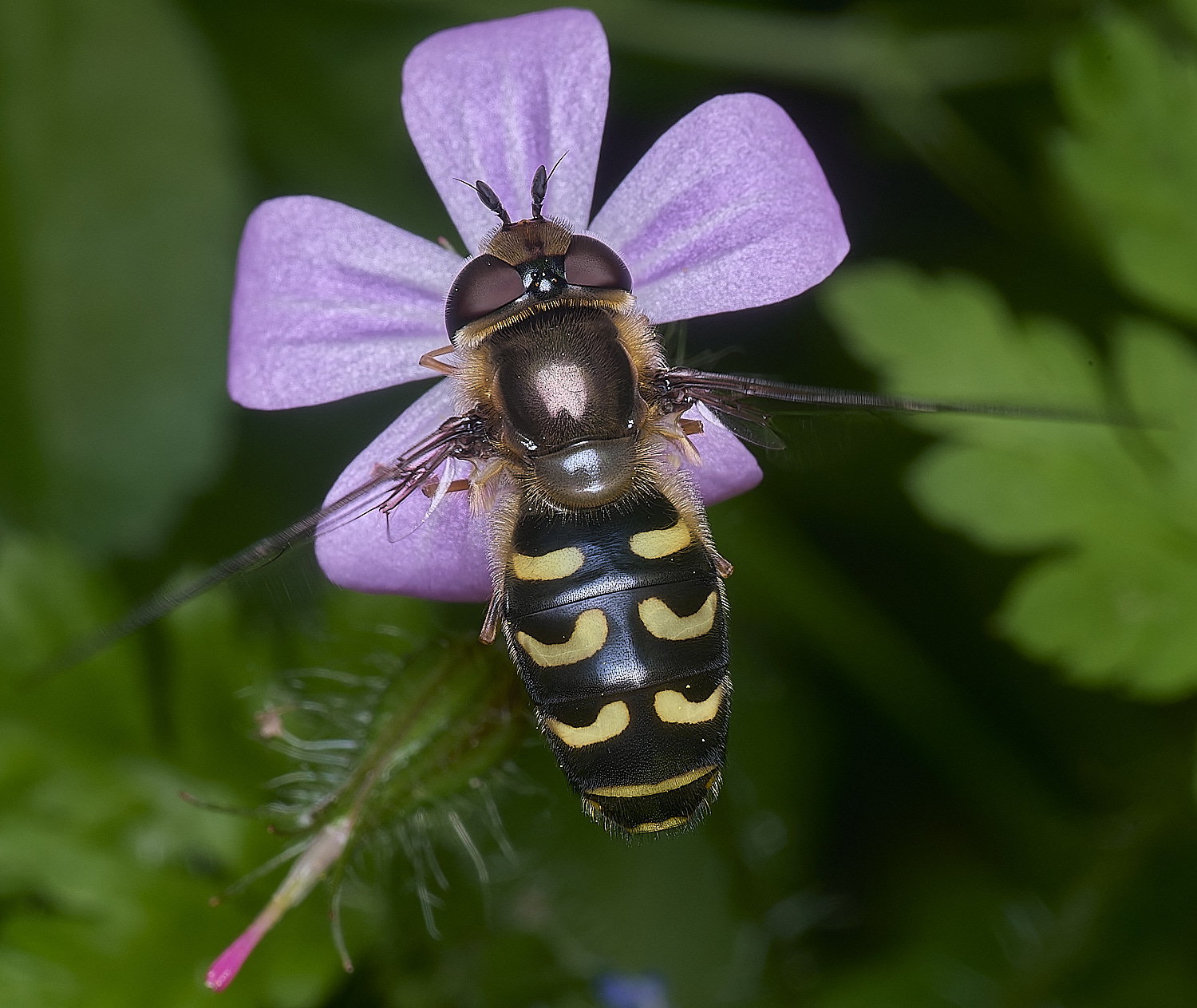 AldboroughScaeva040625-5