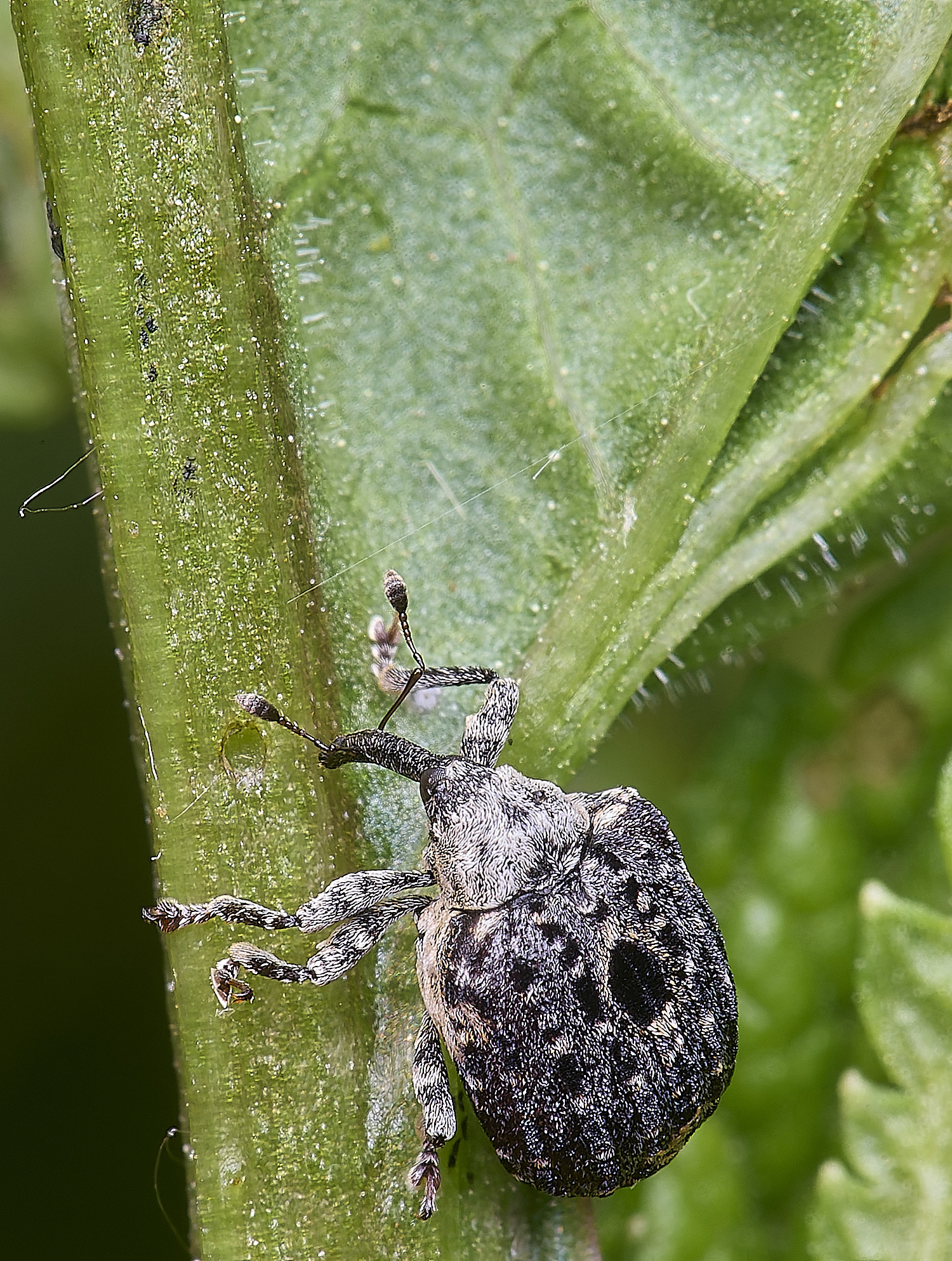 AldboroughScaeva040625-8