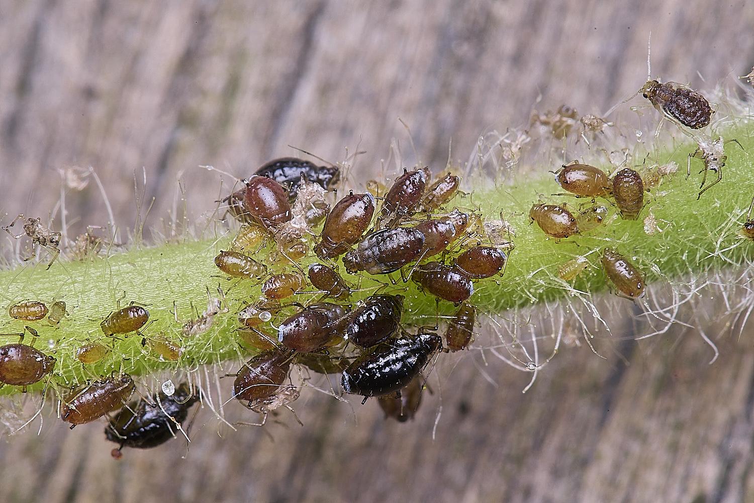 AldboroughSpearAphids040625-1