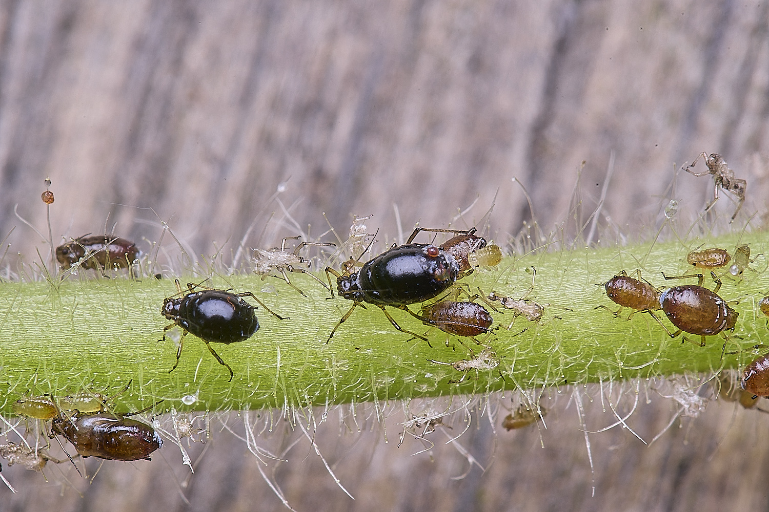 AldboroughSpearAphids040625-2
