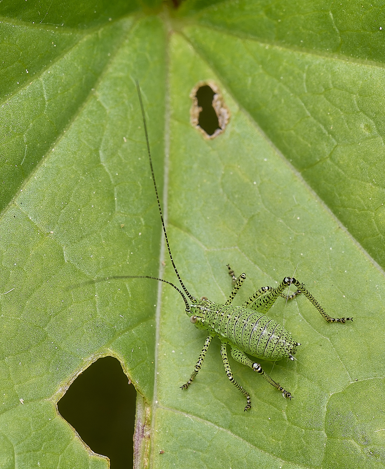AldboroughSpeckledBushCricket040625-1