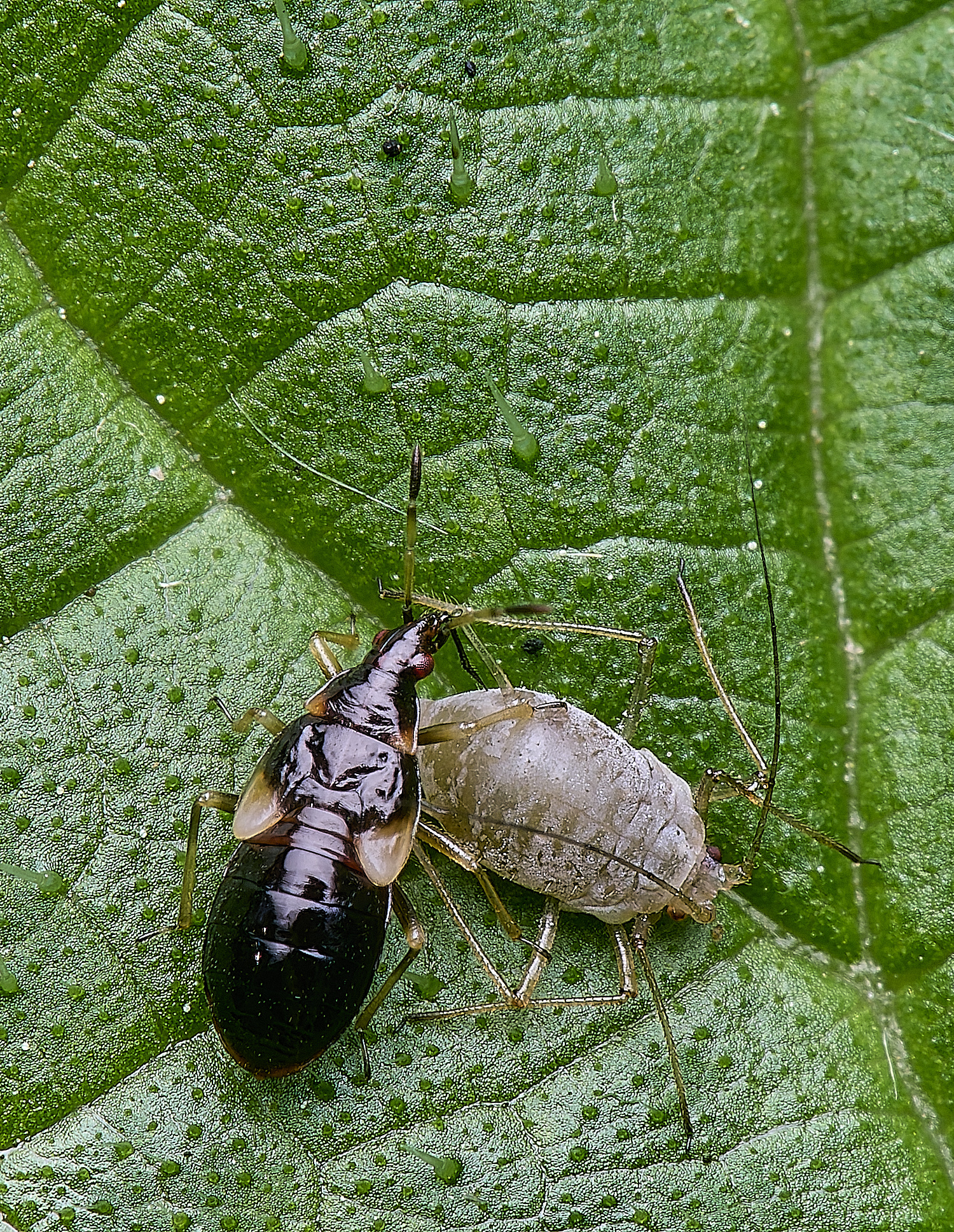 AldboroughThing040625-1