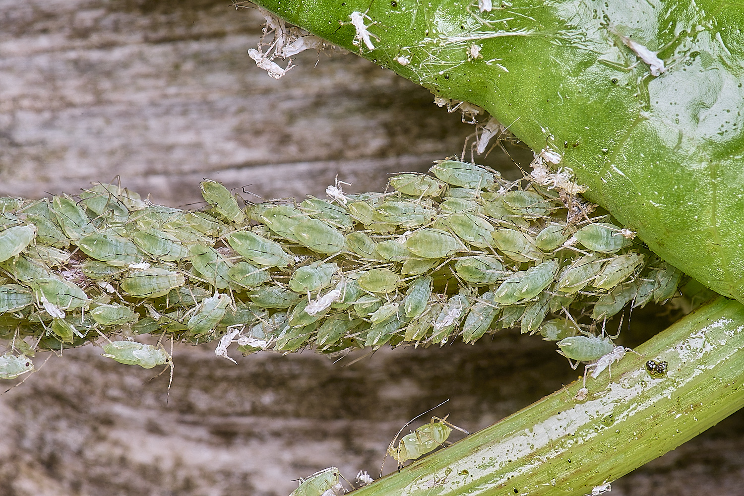 AldboroughThistleAphid040725-1