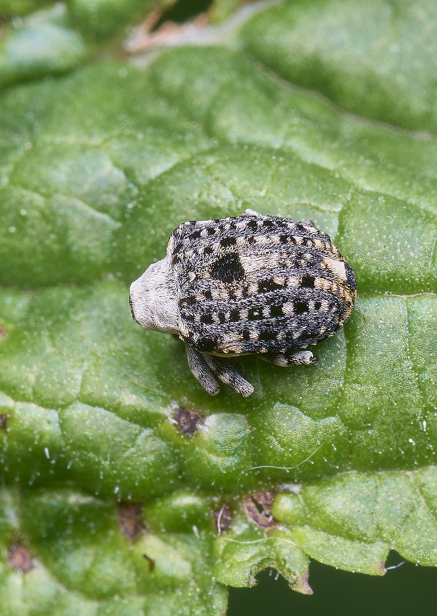 AldboroughWeevilSp040725-1