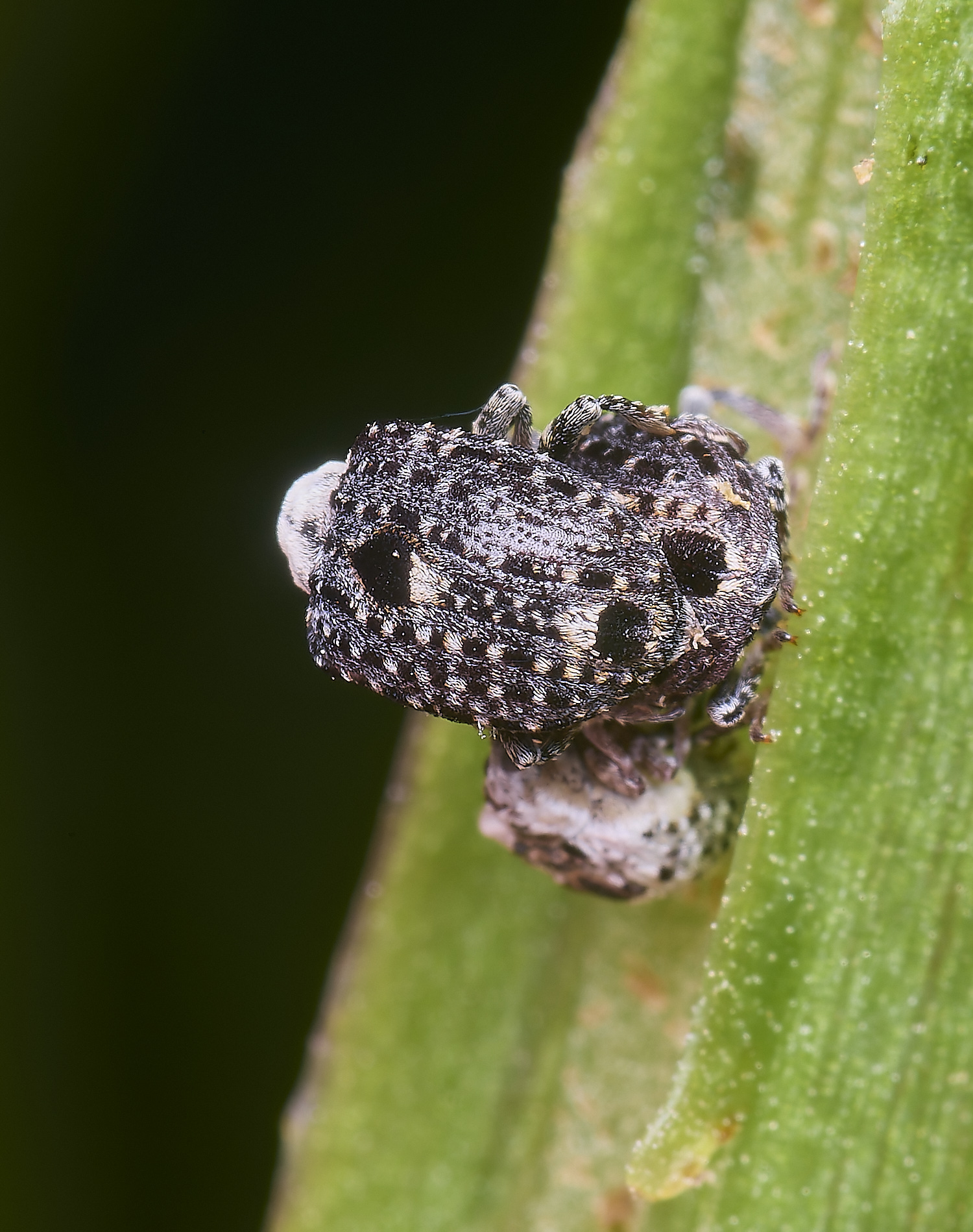 AldboroughWeevilSp040725-2