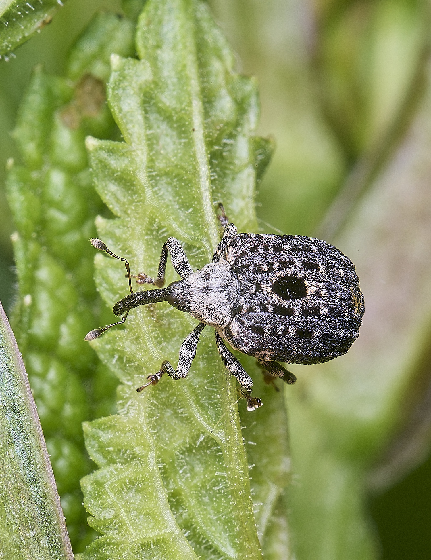 AldboroughWeevilSp040725-3