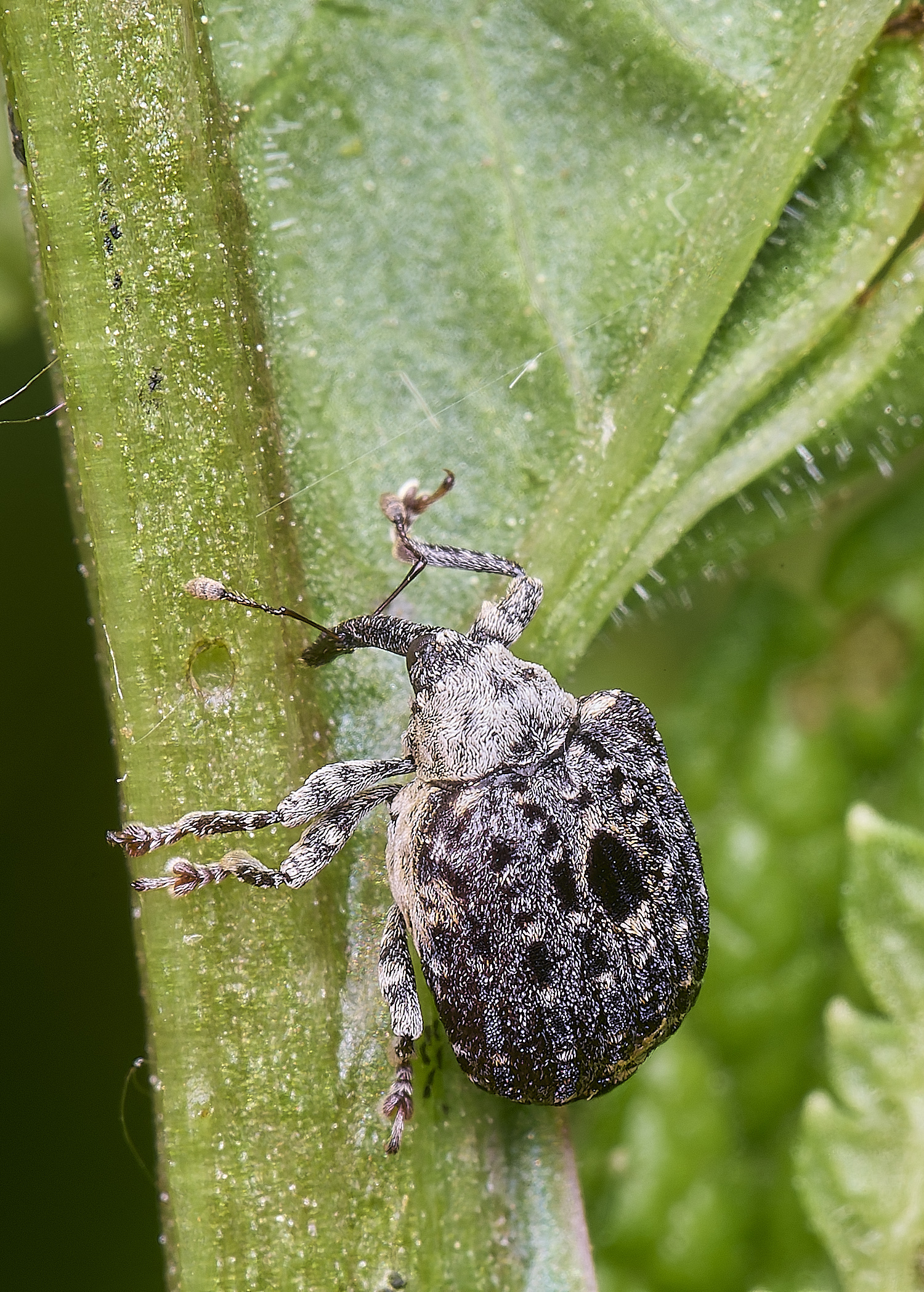 AldboroughWeevilSp040725-4