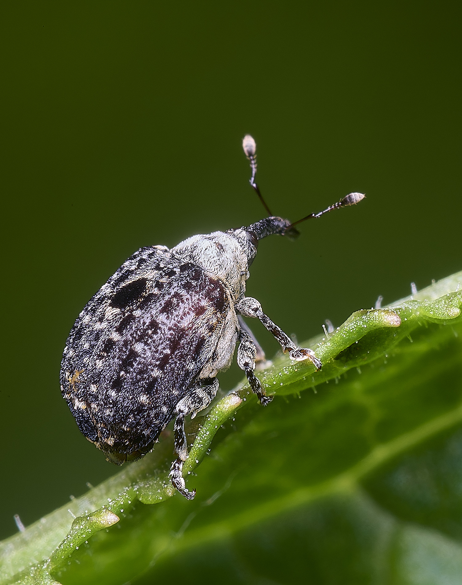 AldboroughWeevilSp040725-6