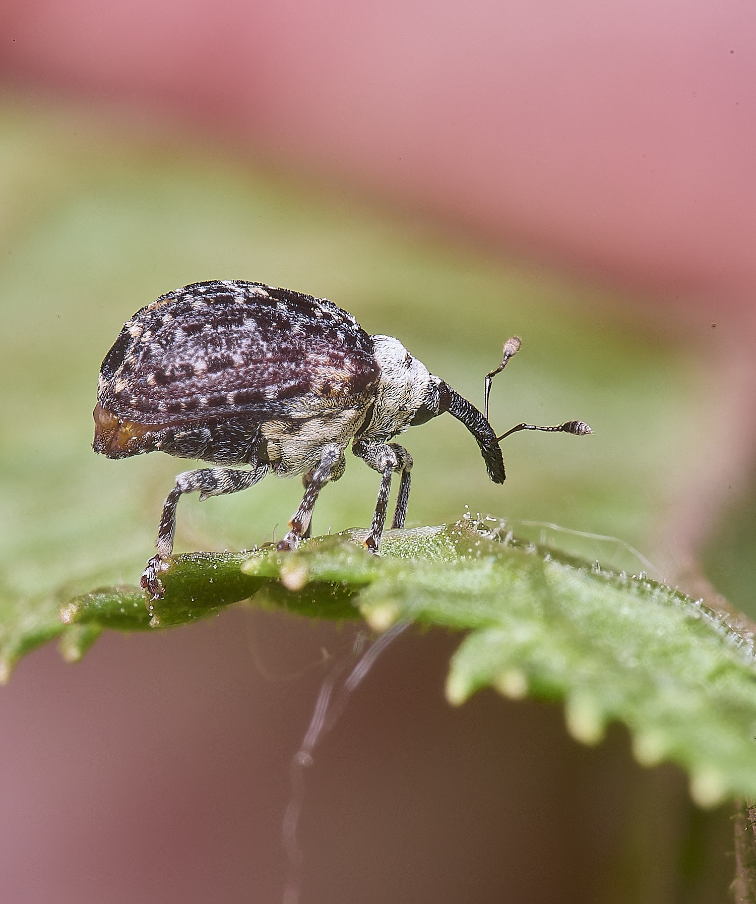 AldboroughWeevilSp040725-7