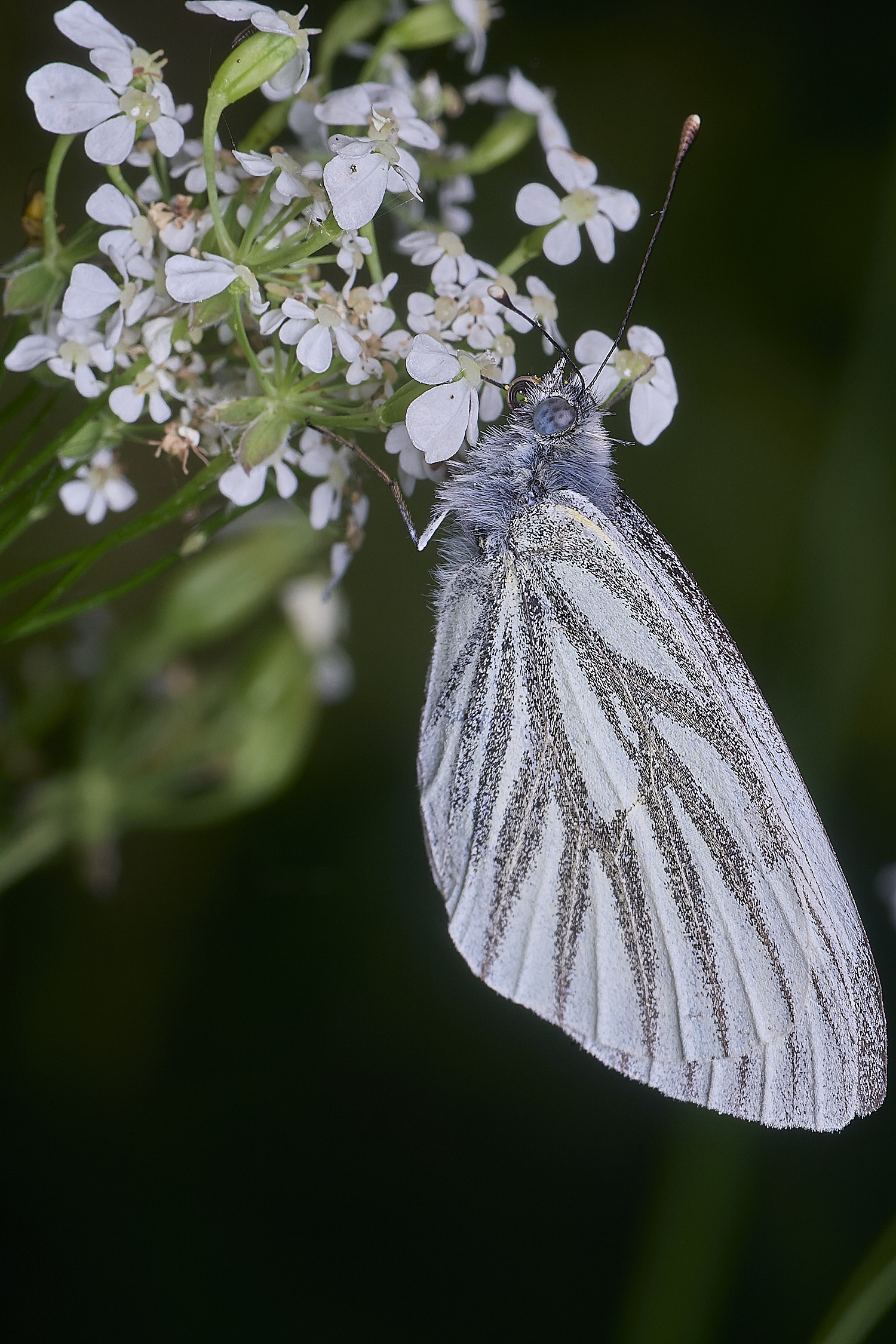 AldboroughWhite040625-1