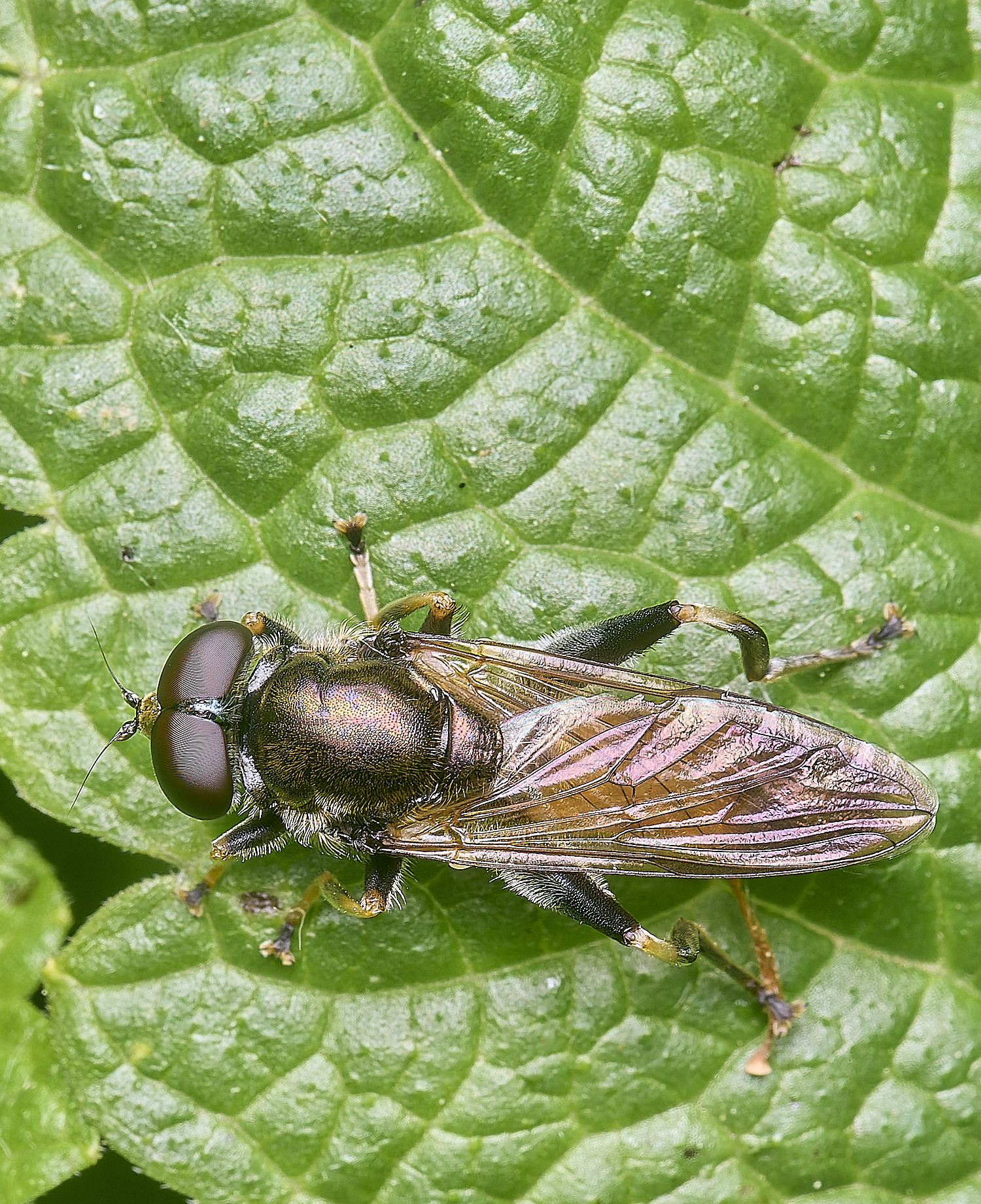 AldboroughXylota040625-1 1