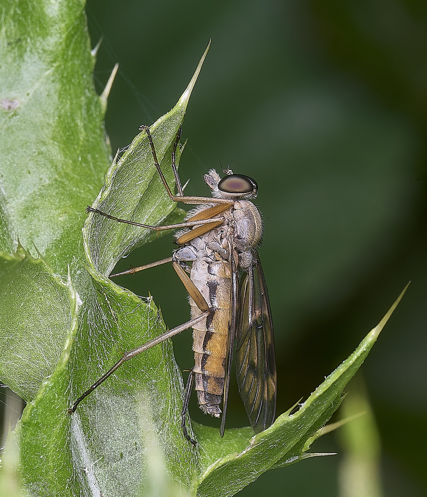 AldborougSnipeFly040725-1
