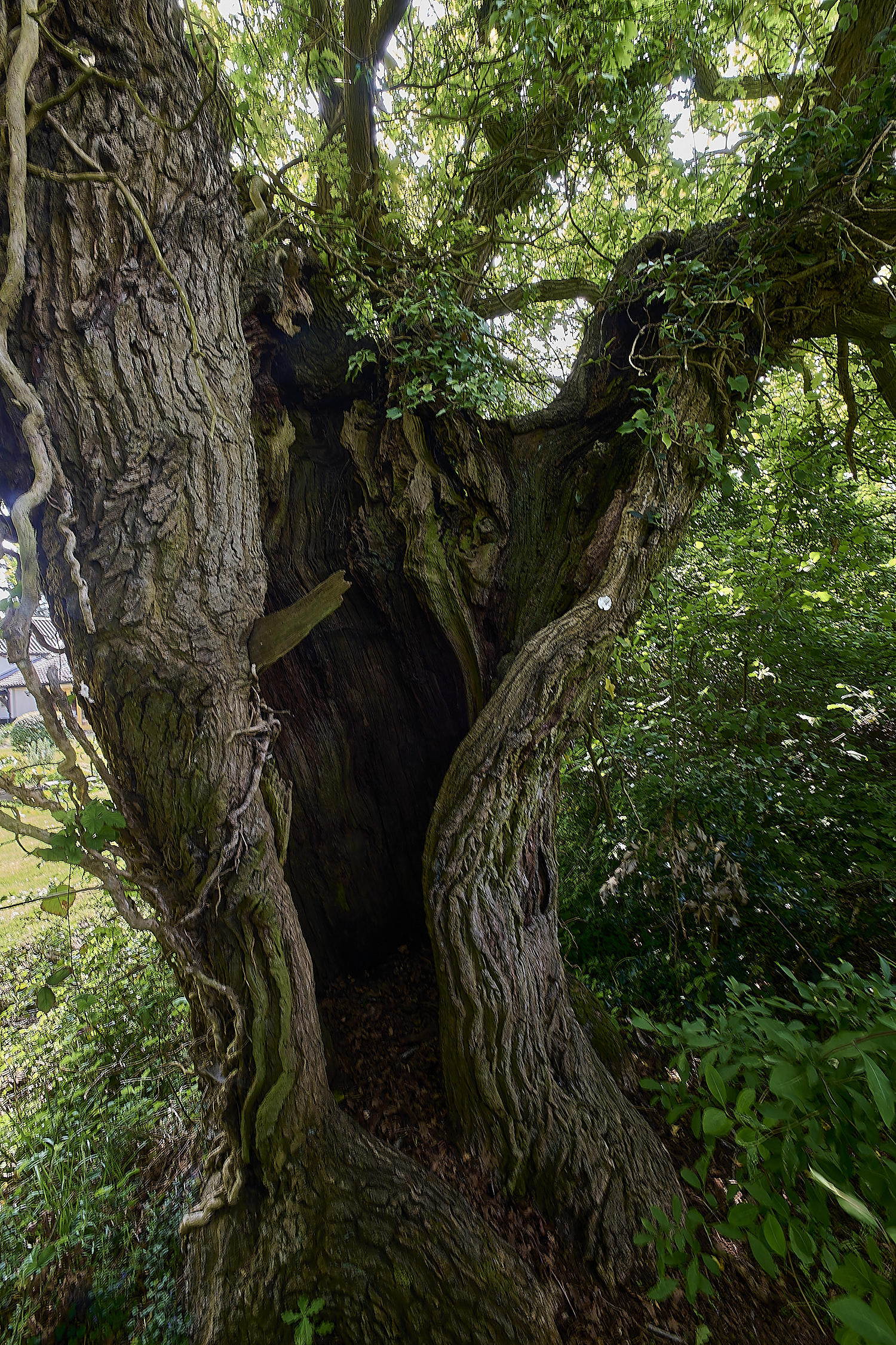 AshwellthorpeWood020525-1