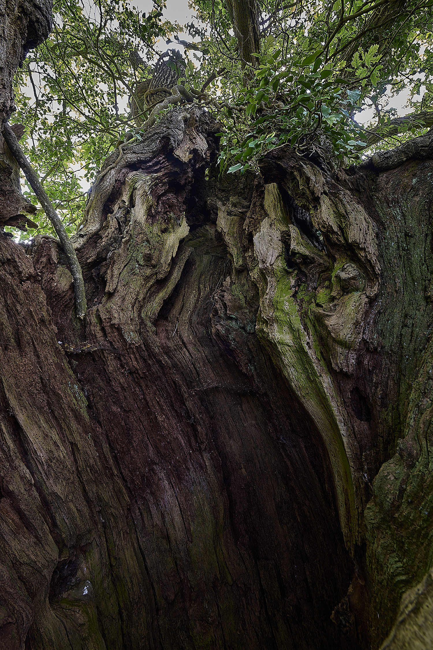 AshwellthorpeWood020525-2 1