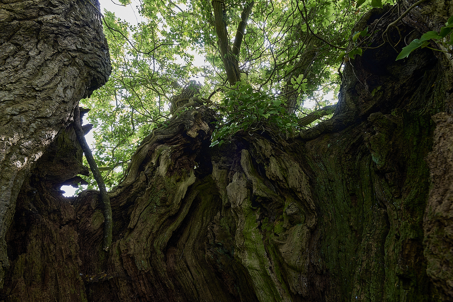 AshwellthorpeWood020525-3 1