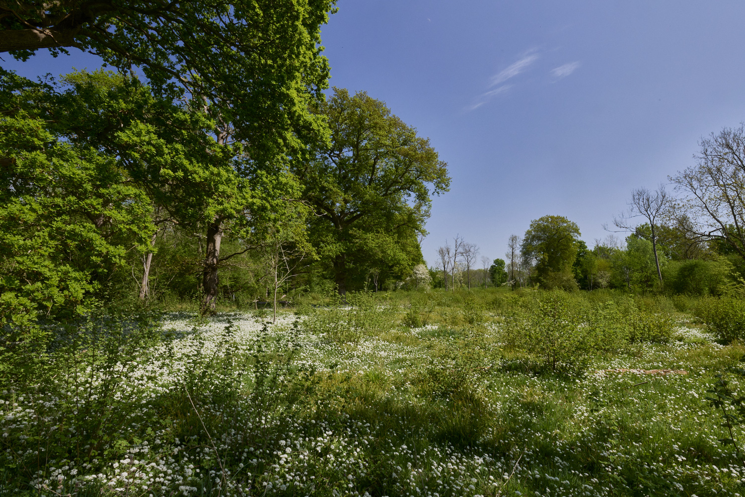 AshwellthorpeWood020525-4