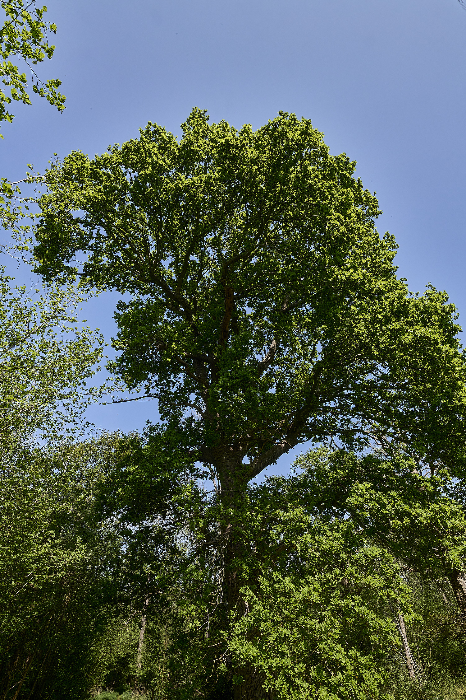 AshwellthorpeWood020525-5