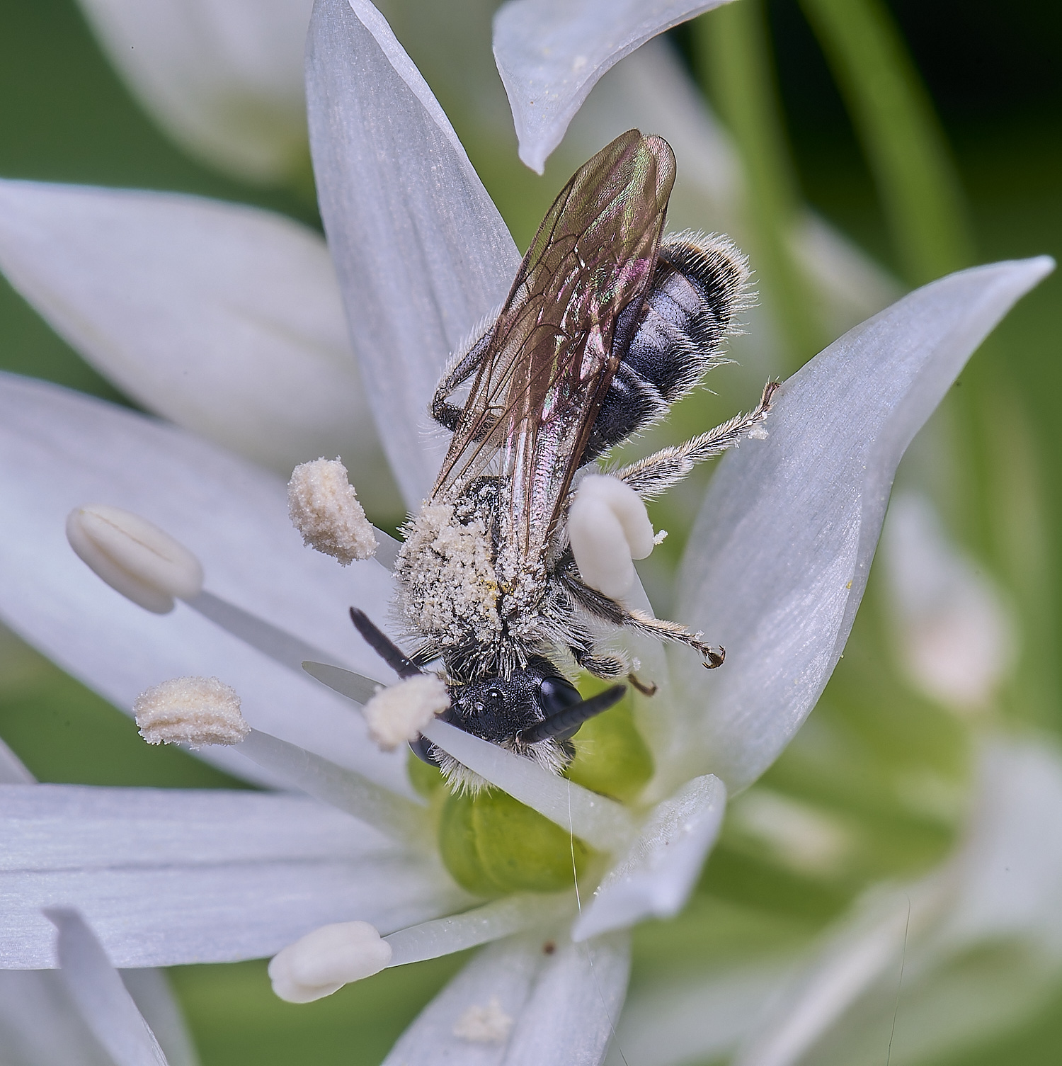 AshwellthorpeWoodBeeSp020525-1