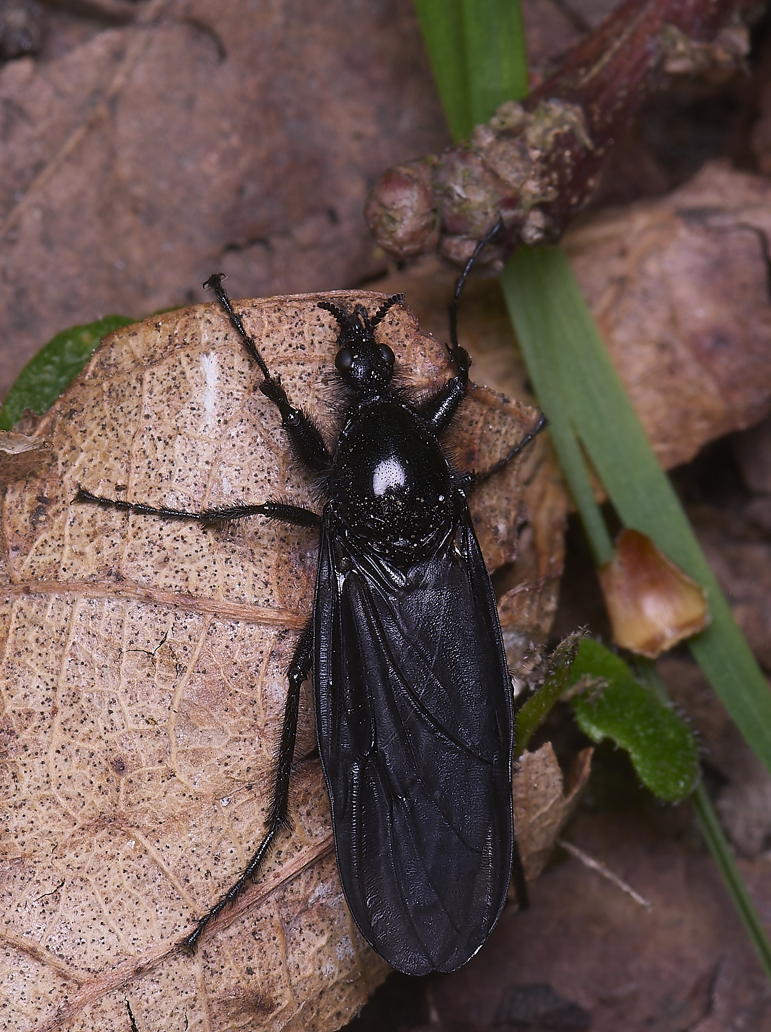 AshwellthorpeWoodBlackFly020525-1