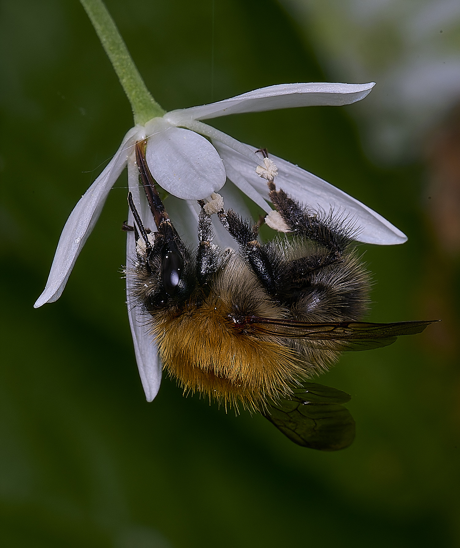 AshwellthorpeWoodCommonCarderBee020525-1
