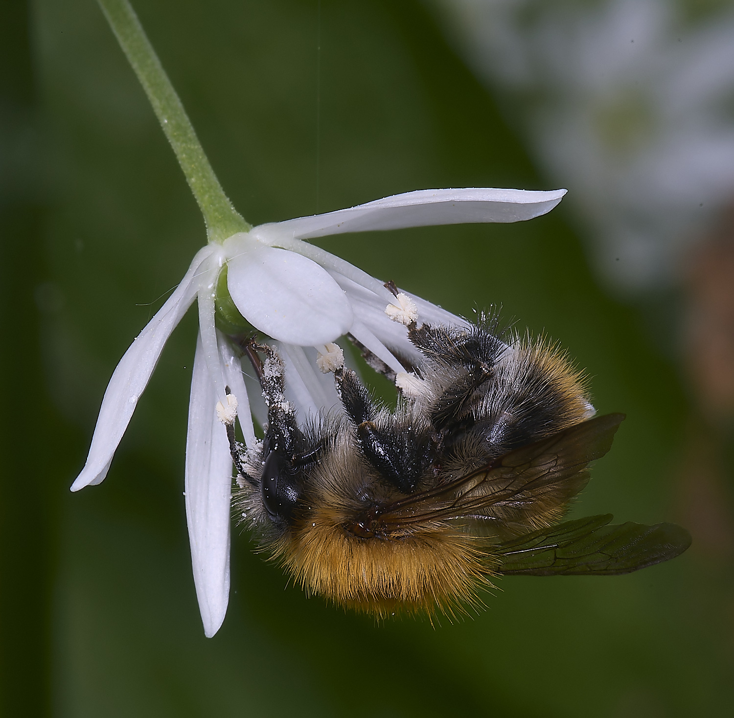 AshwellthorpeWoodCommonCarderBee020525-2