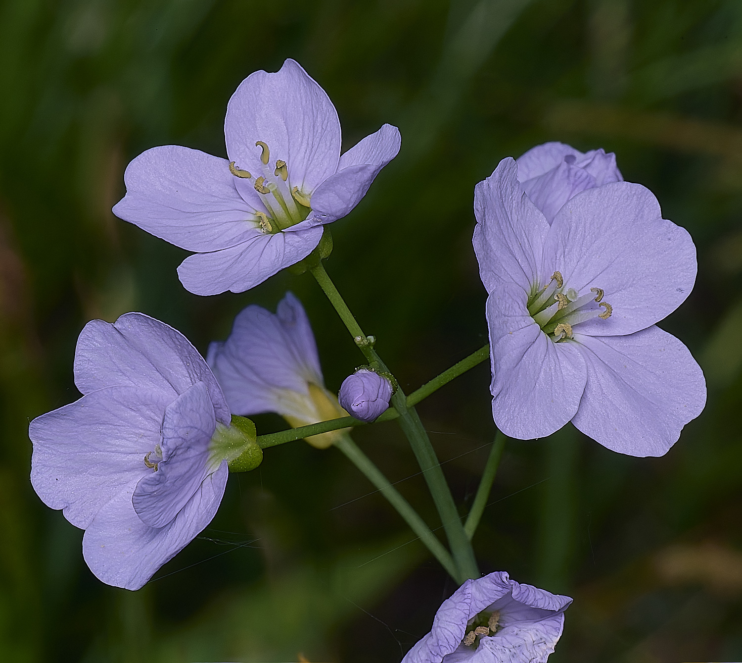 AshwellthorpeWoodCpratensis020525-1