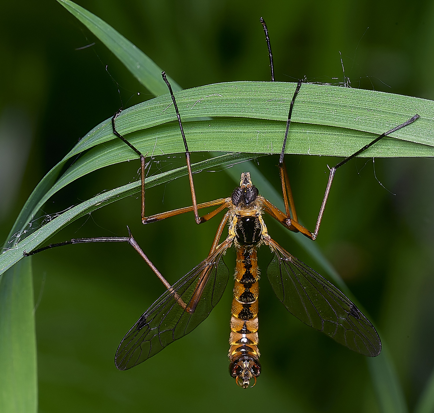 AshwellthorpeWoodCraneFly020525-1