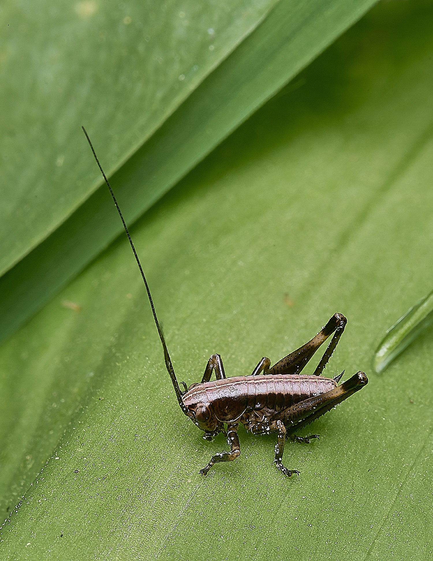 AshwellthorpeWoodDarkBushCricket020525-1