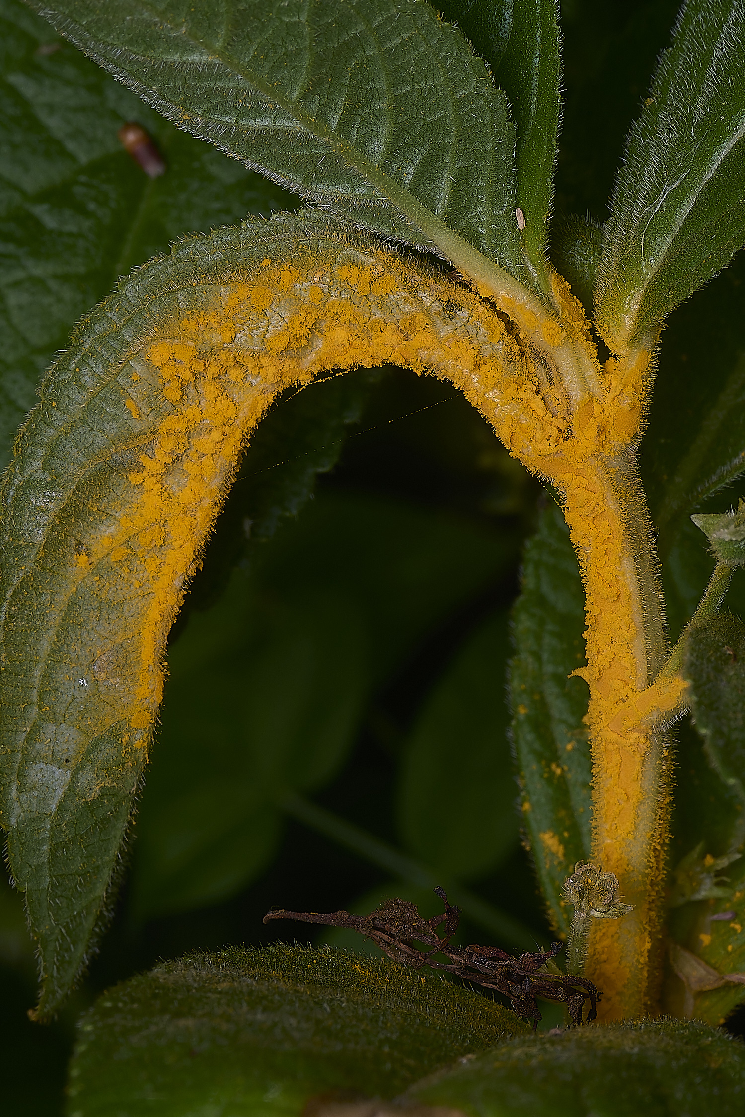 AshwellthorpeWoodDog&#39;sMercuryRust020525-1