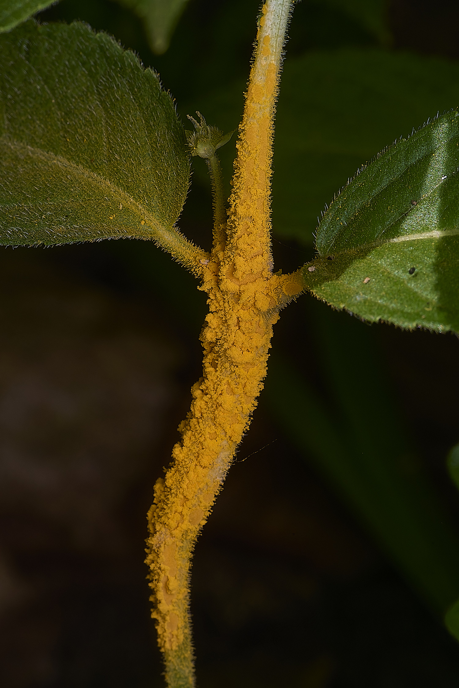 AshwellthorpeWoodDog&#39;sMercuryRust020525-2