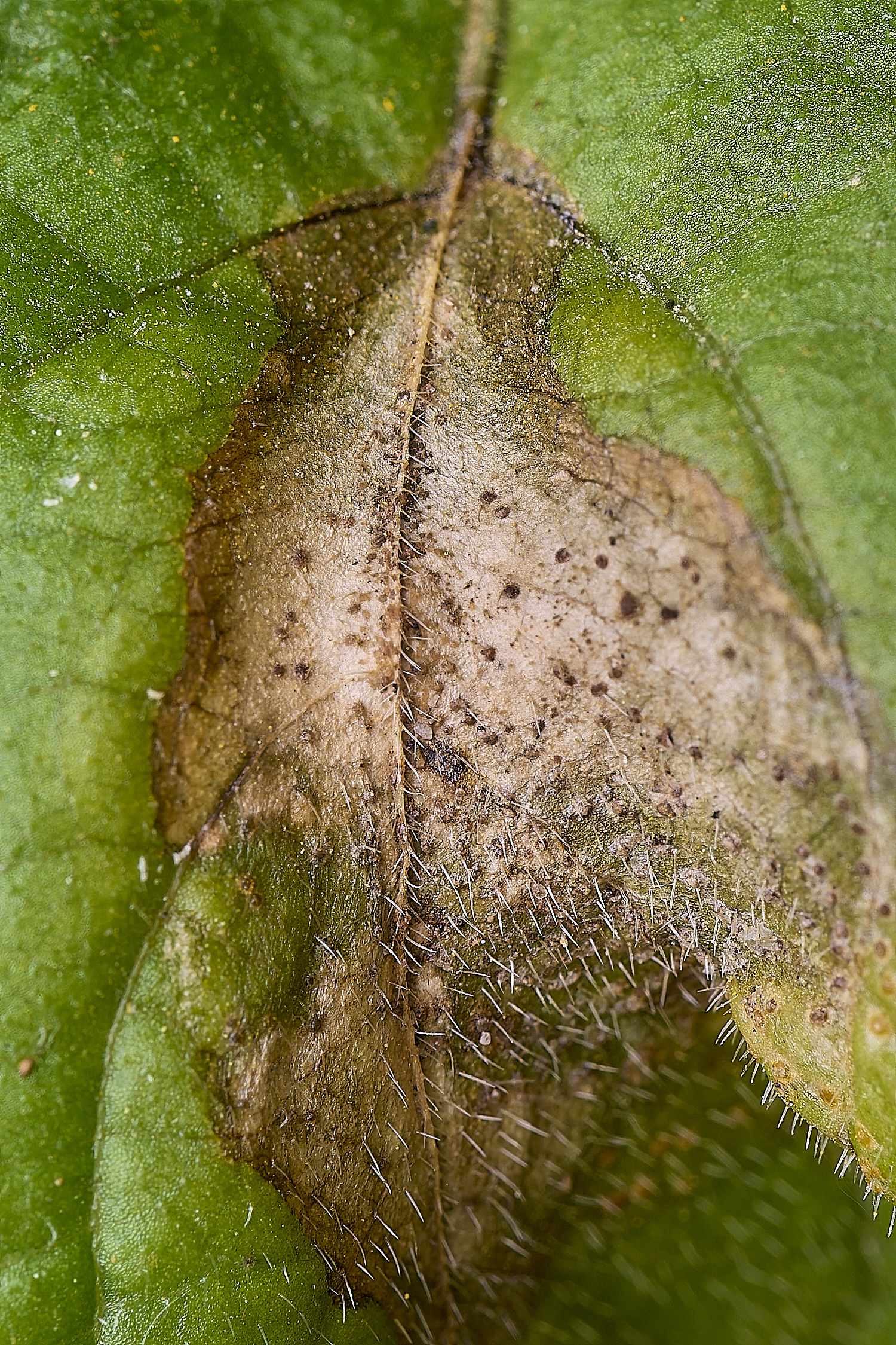 AshwellthorpeWoodDog&#39;sMercuryRust020525-3