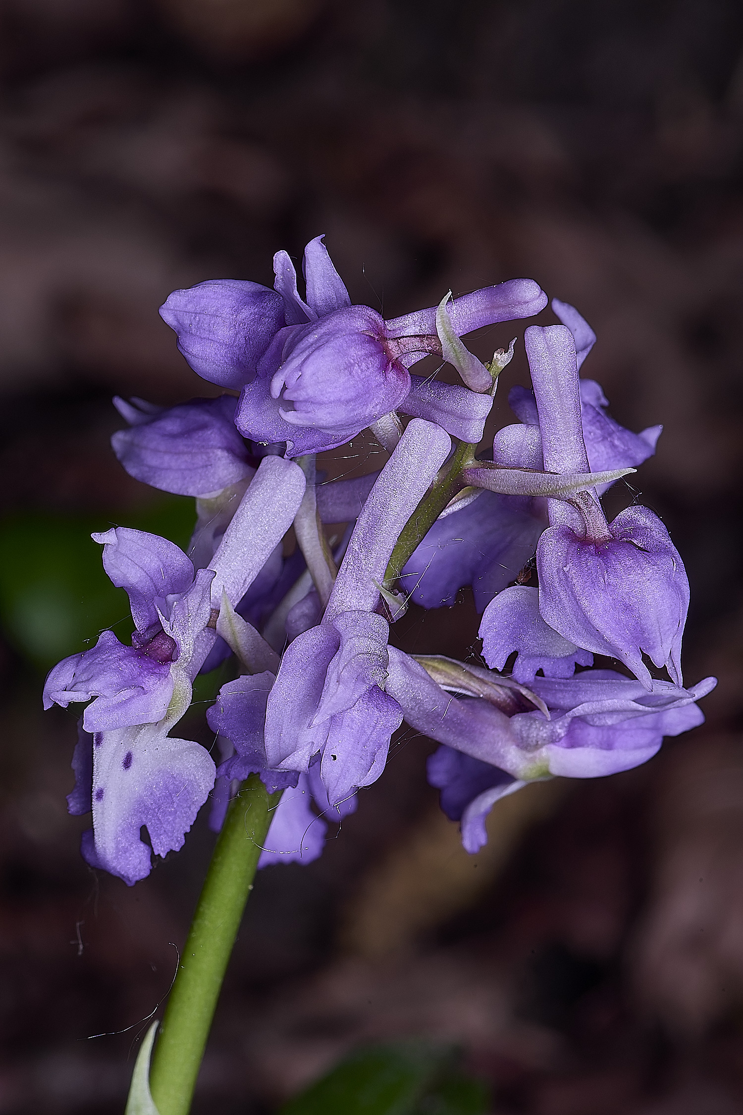 AshwellthorpeWoodEarlyPurple020525-1