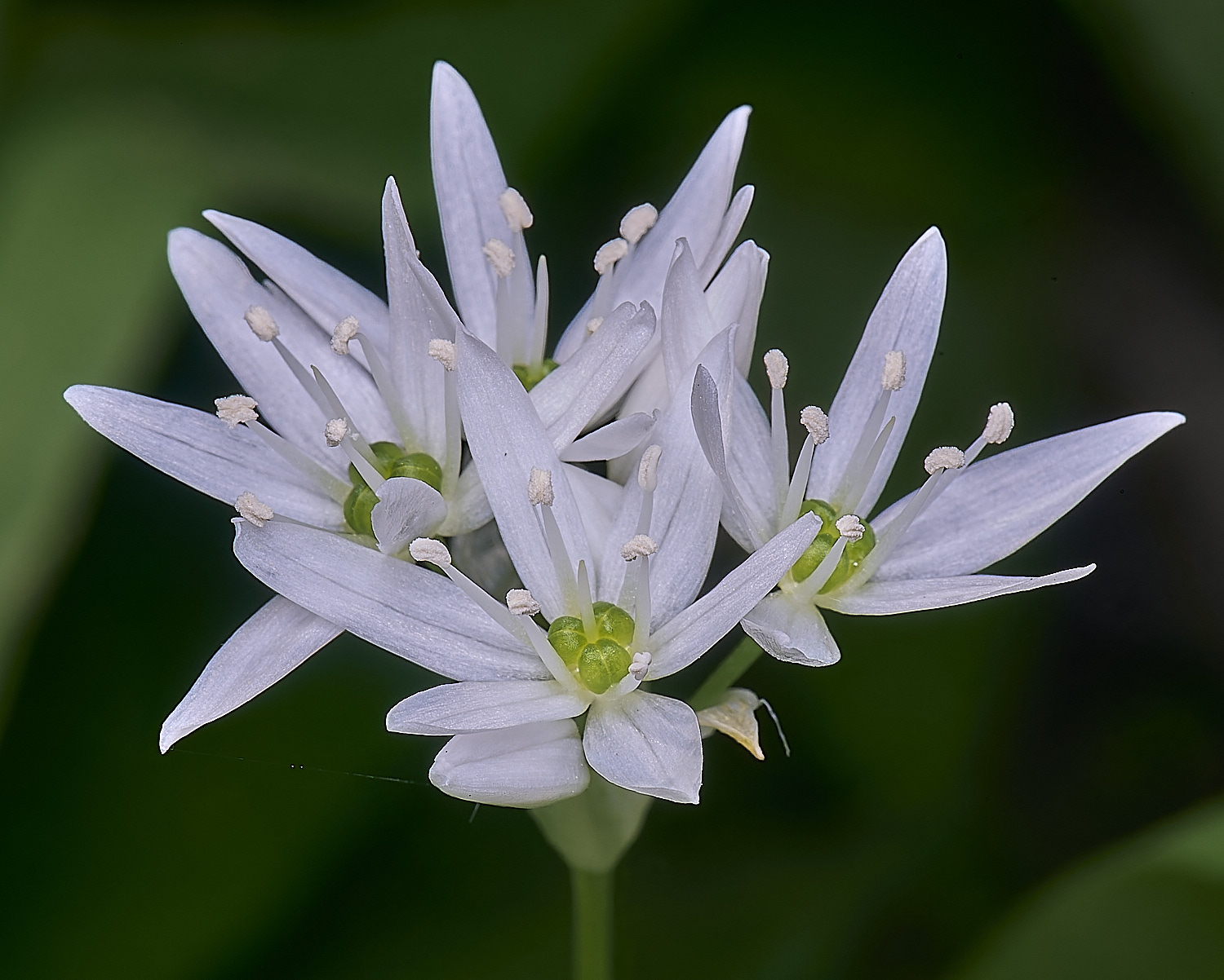 AshwellthorpeWoodGarlic020525-1