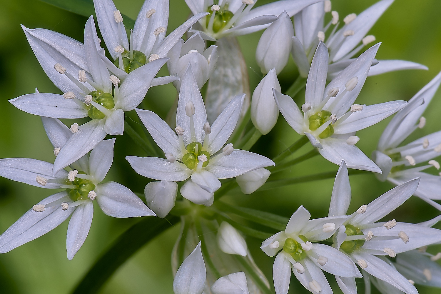 AshwellthorpeWoodGarlic020525-2