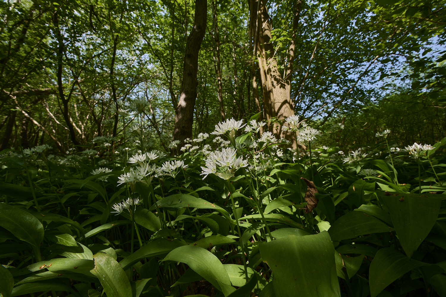 AshwellthorpeWoodGarlic020525-3
