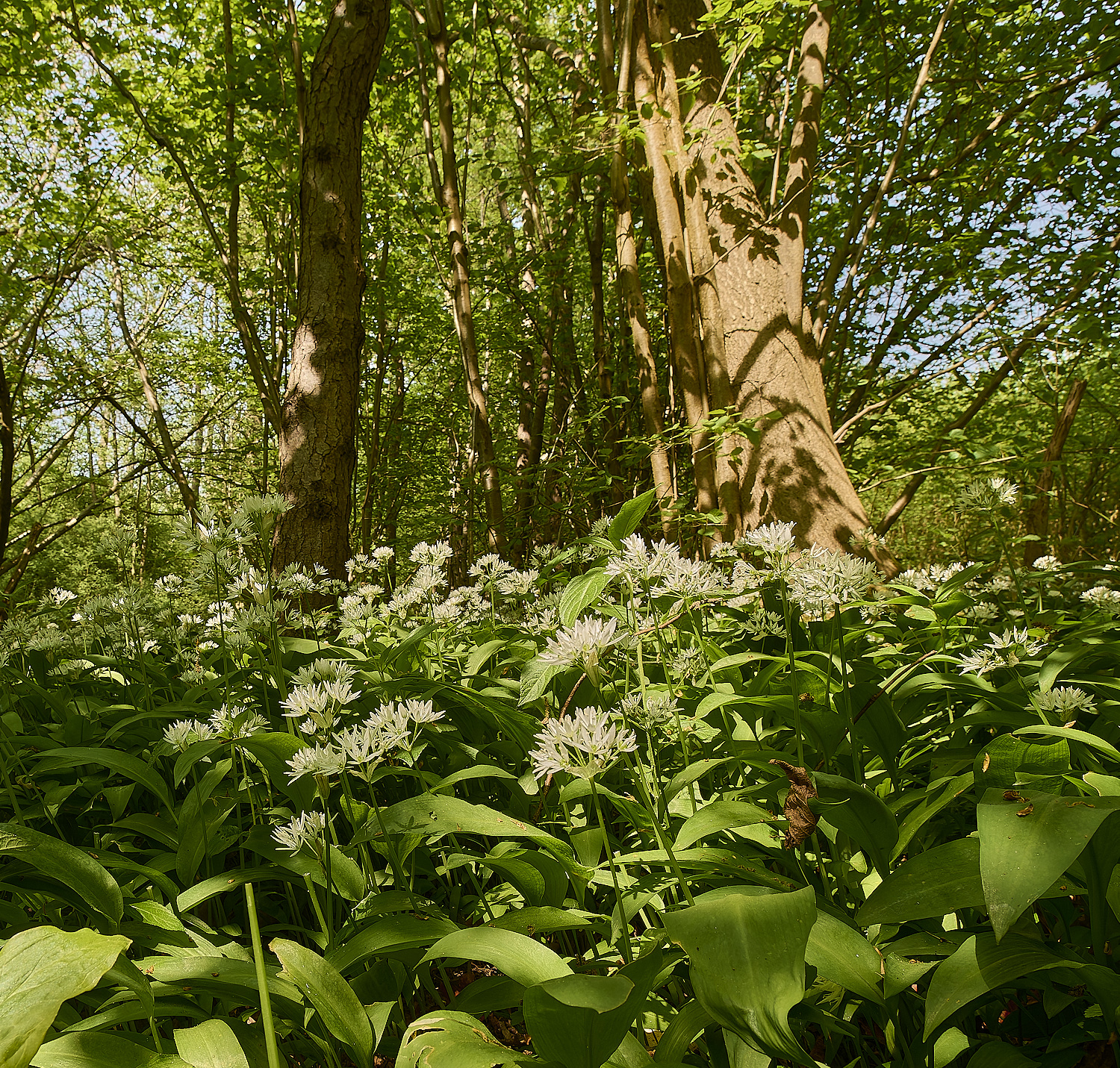 AshwellthorpeWoodGarlic020525-4