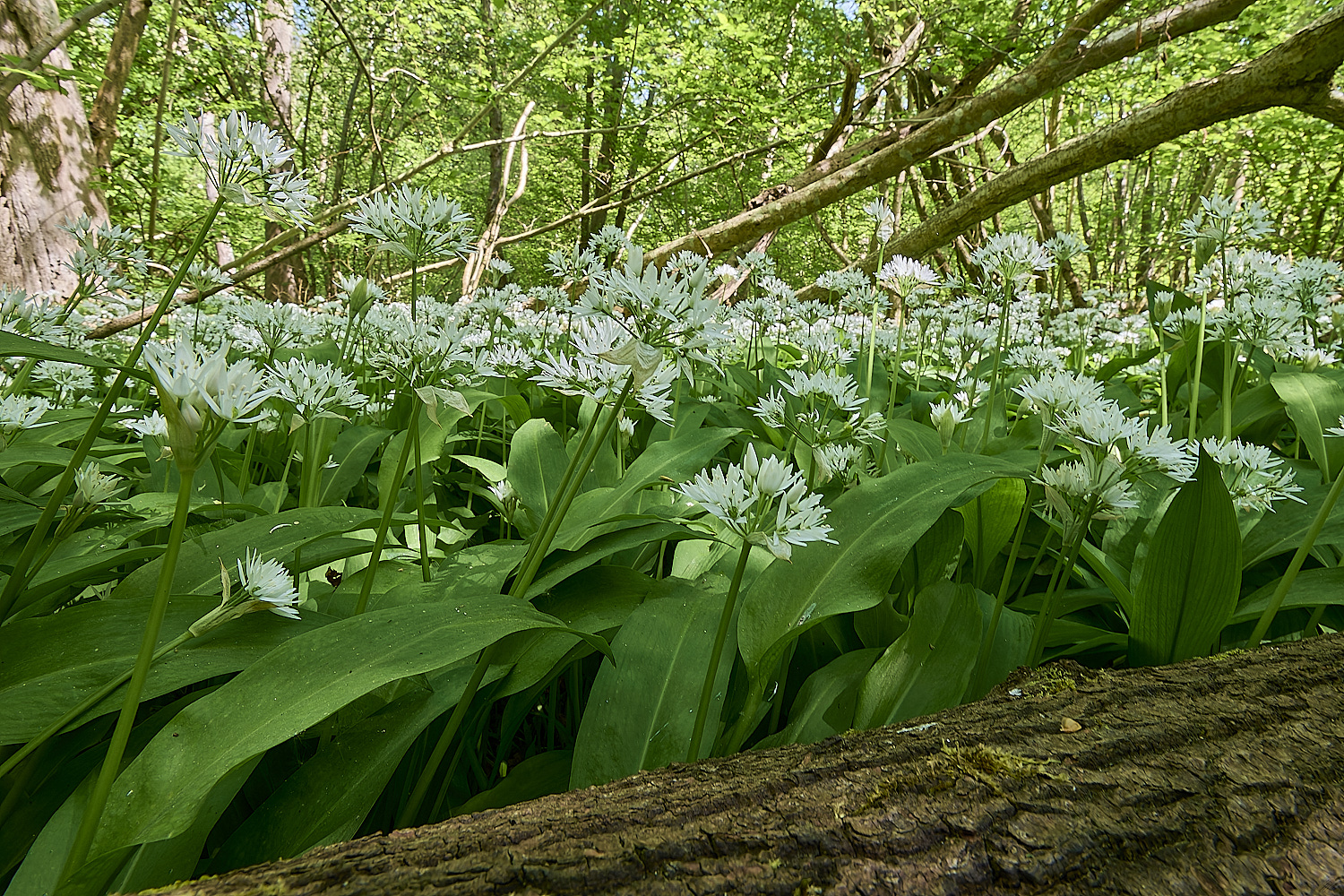 AshwellthorpeWoodGarlic020525-5