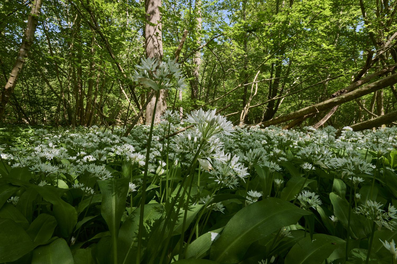 AshwellthorpeWoodGarlic020525-6
