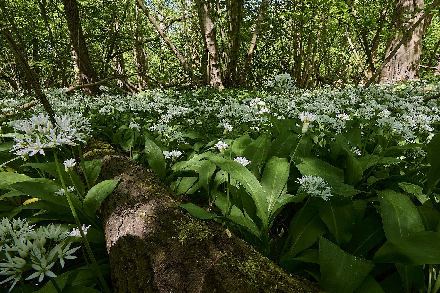AshwellthorpeWoodGarlic020525-7