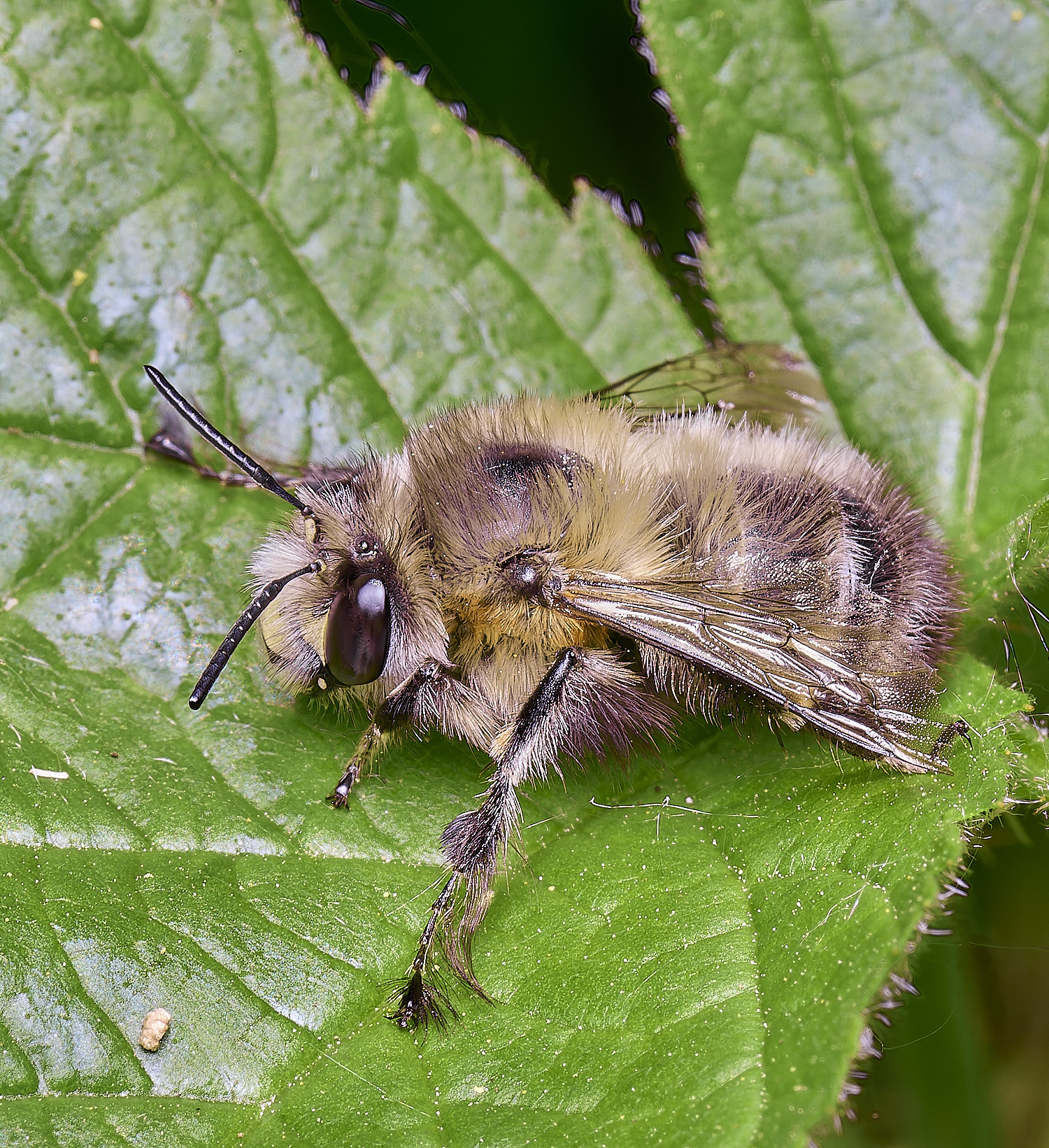 AshwellthorpeWoodHairy-footedFlowerBee020525-1