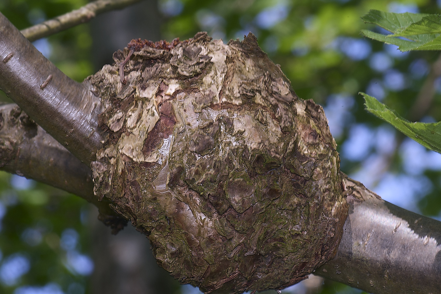 AshwellthorpeWoodHazelGall020525-1