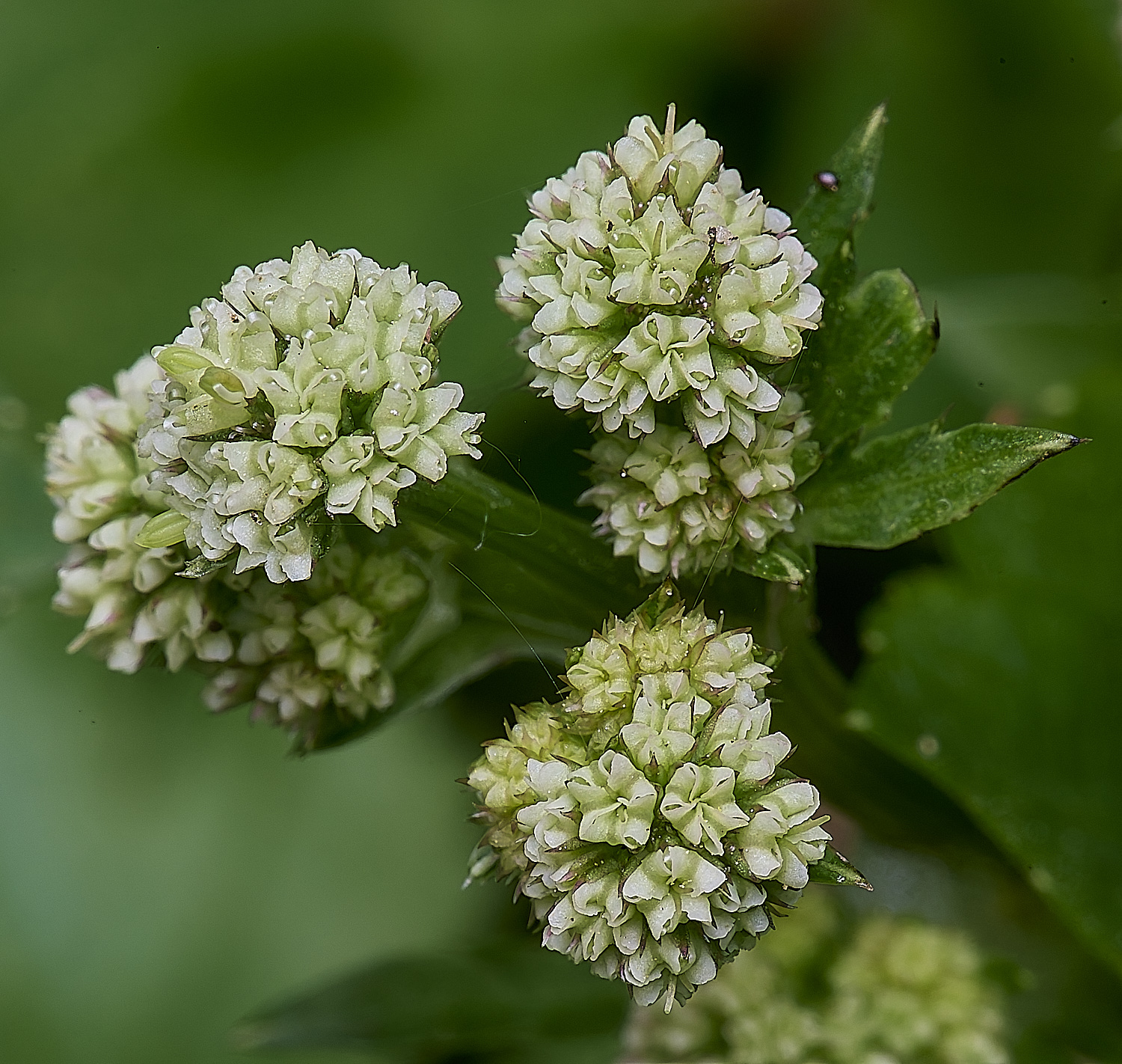 AshwellthorpeWoodPlant020525-1